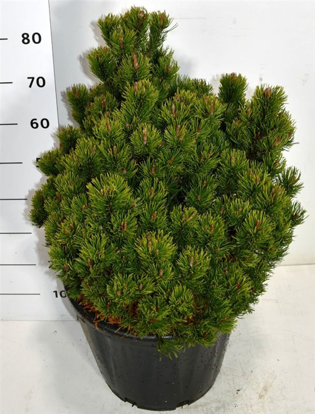 Pinus mugo 'Picobello' - C35 50-60 CM